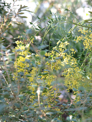 Acacia cultriformis