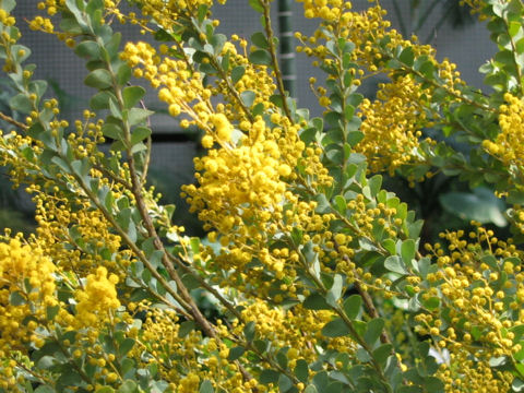 Acacia cultriformis