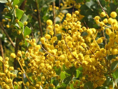 Acacia cultriformis