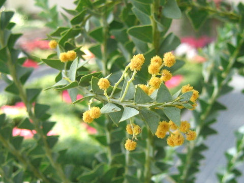 Acacia cultriformis