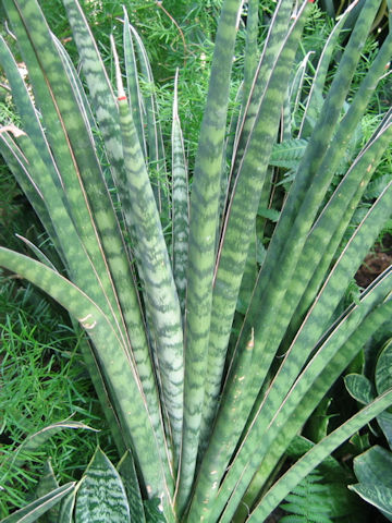 Sansevieria aethiopica