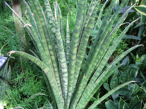 Sansevieria aethiopica