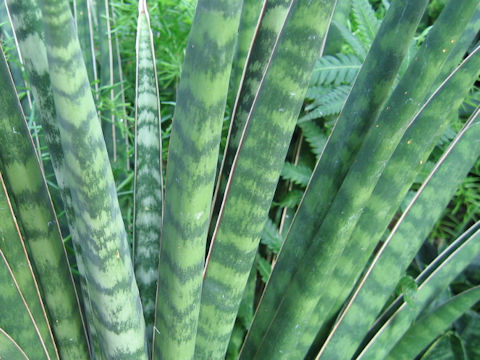 Sansevieria aethiopica