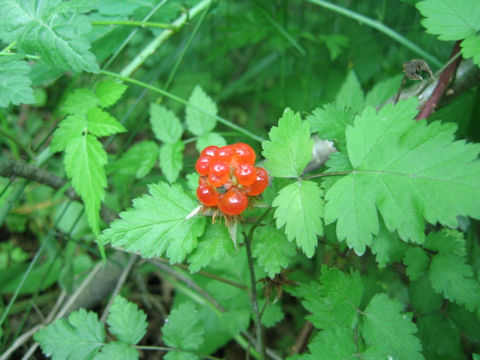 Rubus pungens var. oldhamii