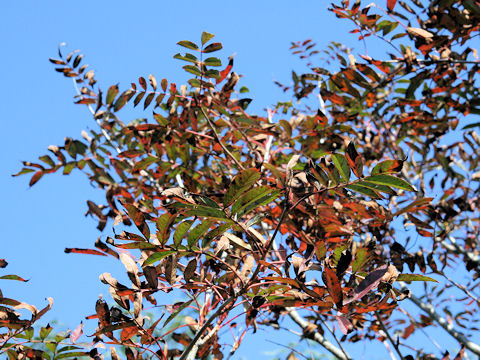 Sorbus commixta var. rufo-ferruginea