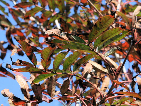 Sorbus commixta var. rufo-ferruginea