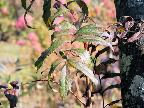 Sorbus commixta var. rufo-ferruginea