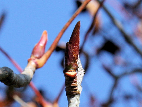 Sorbus commixta var. rufo-ferruginea