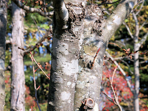 Sorbus commixta var. rufo-ferruginea