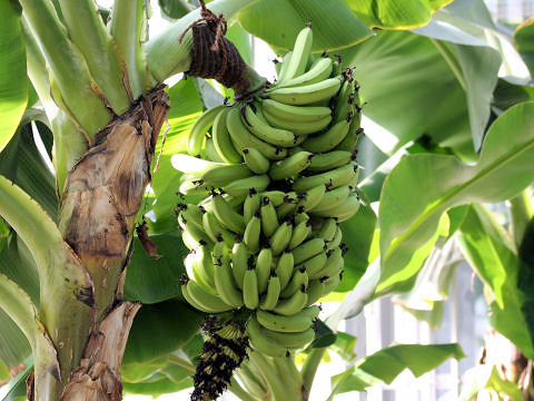 Musa acuminata cv. Dwarf Cavendish