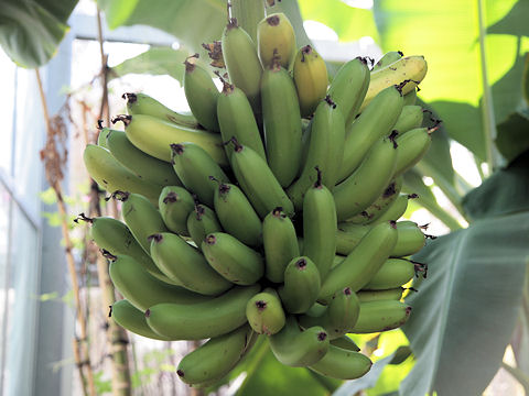 Musa acuminata cv. Dwarf Cavendish