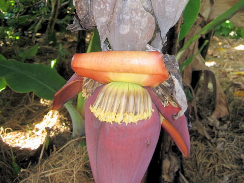 Musa acuminata cv. Dwarf Cavendish