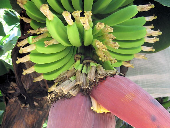 Musa acuminata cv. Dwarf Cavendish