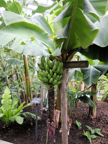 Musa acuminata cv. Dwarf Cavendish