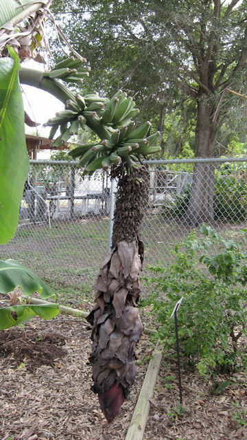 Musa acuminata cv. Dwarf Cavendish