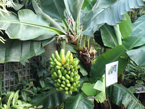 Musa acuminata cv. Dwarf Cavendish