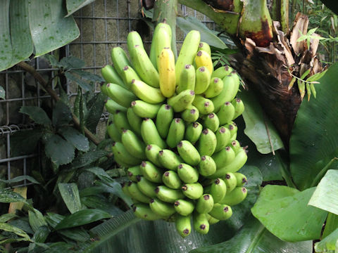 Musa acuminata cv. Dwarf Cavendish