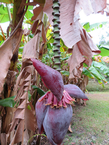 Musa acuminata cv. Dwarf Cavendish