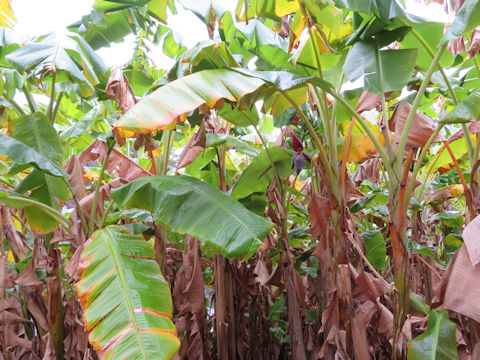 Musa acuminata cv. Dwarf Cavendish