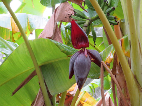 Musa acuminata cv. Dwarf Cavendish