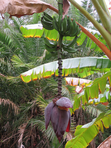 Musa acuminata cv. Dwarf Cavendish