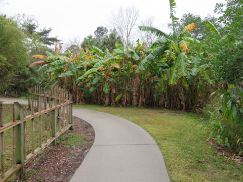 Musa acuminata cv. Dwarf Cavendish