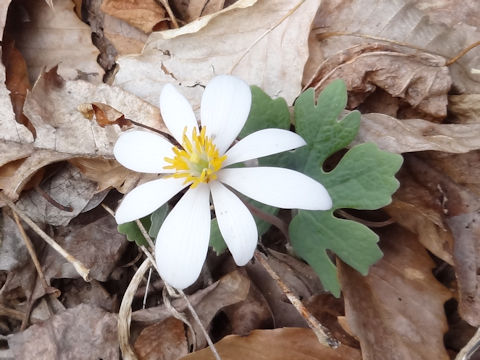 Sanguinaria canadensis