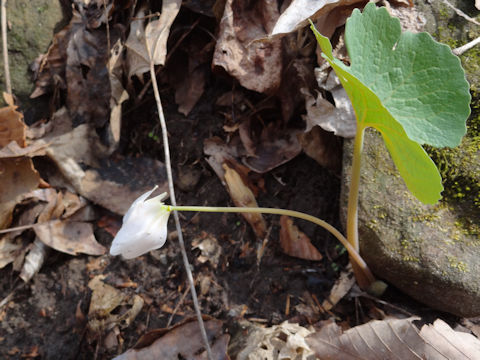 Sanguinaria canadensis