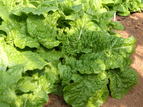 Lactuca sativa var. angustana