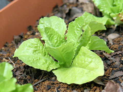 Lactuca sativa var. angustana