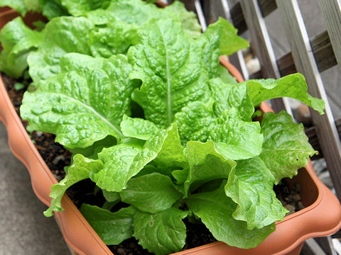 Lactuca sativa var. angustana