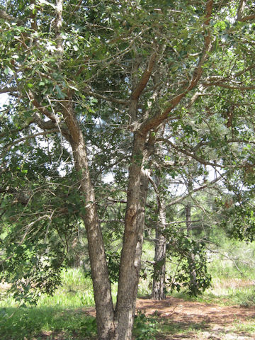 Quercus margaretta