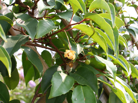 Kadsura japonica