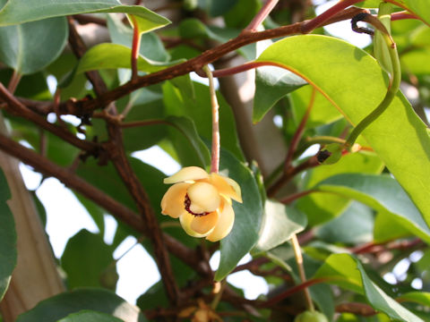 Kadsura japonica