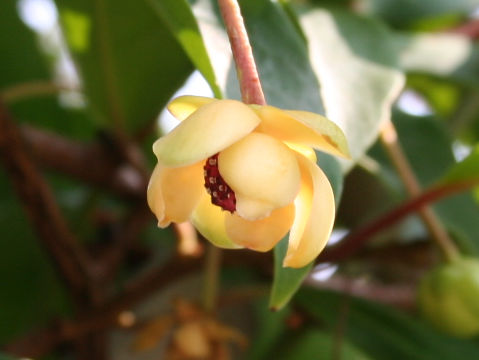 Kadsura japonica