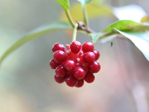 Kadsura japonica