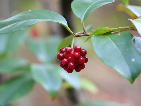 Kadsura japonica