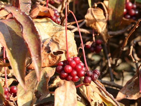 Kadsura japonica