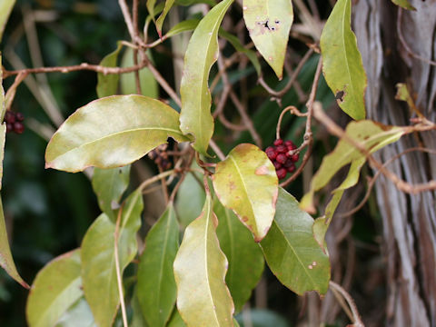 Kadsura japonica