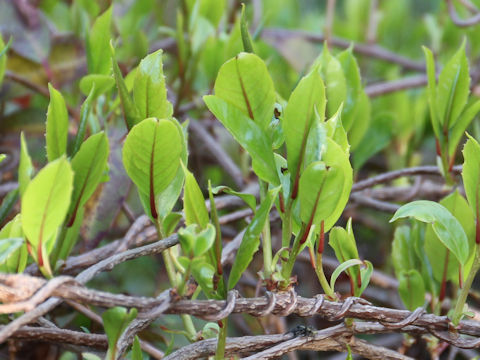 Kadsura japonica