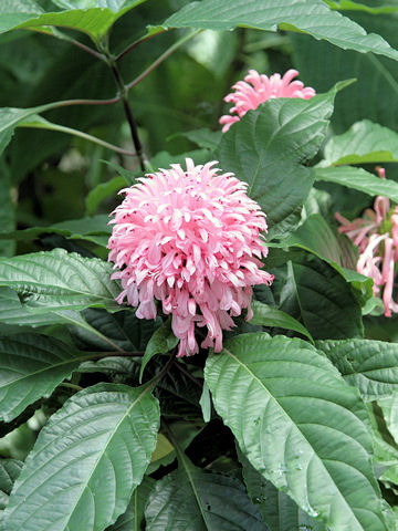 Justicia carnea