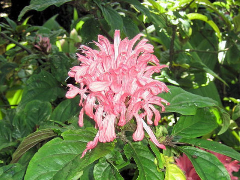 Justicia carnea