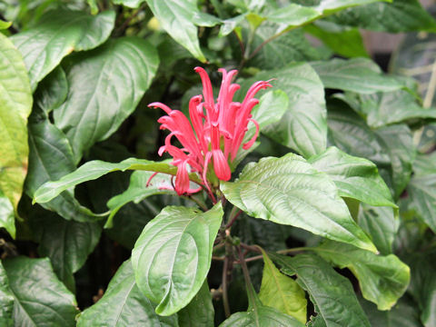 Justicia carnea