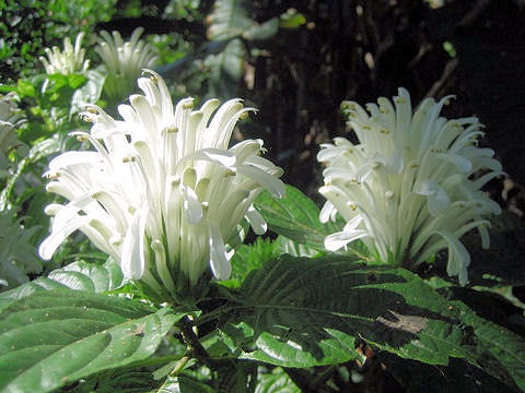 Justicia carnea cv. Alba