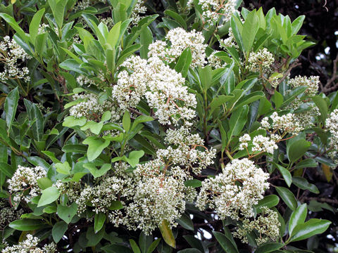 Viburnum odoratissimum var. awabuki