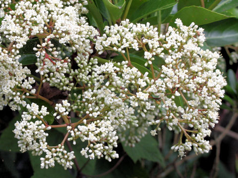 Viburnum odoratissimum var. awabuki