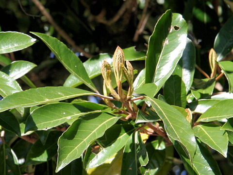 Viburnum odoratissimum var. awabuki