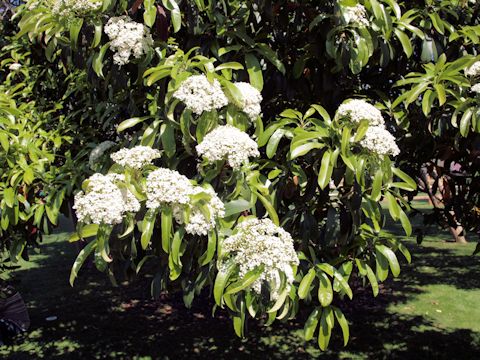 Viburnum odoratissimum var. awabuki