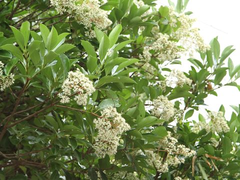 Viburnum odoratissimum var. awabuki