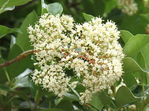 Viburnum odoratissimum var. awabuki